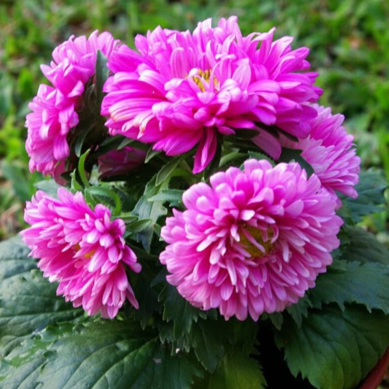 Paeony Aster Mixed Seeds