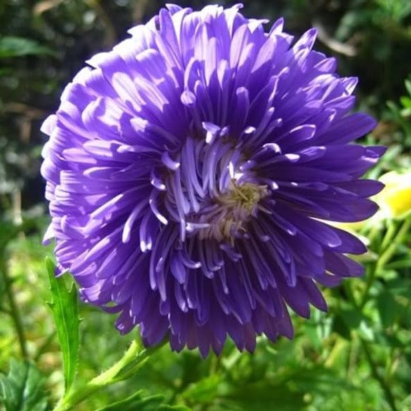 Paeony Aster Mixed Seeds