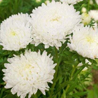 Paeony Aster Mixed Seeds