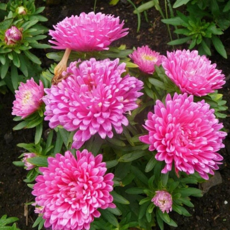 Paeony Aster Mixed Seeds