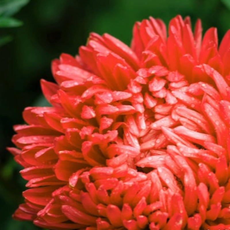 Paeony Aster Mixed Seeds