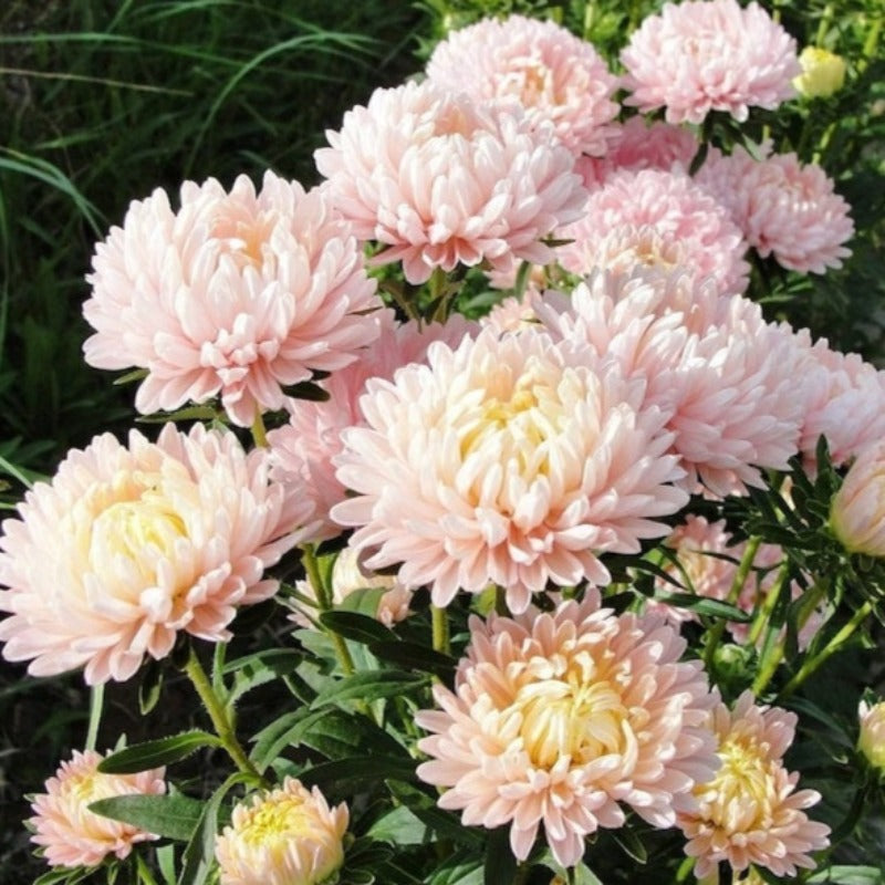 Paeony Aster Mixed Seeds