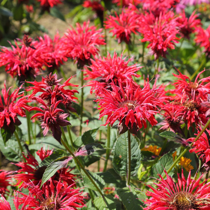 Panorama Bee Balm Flower Seed — Montana Seed Farmer