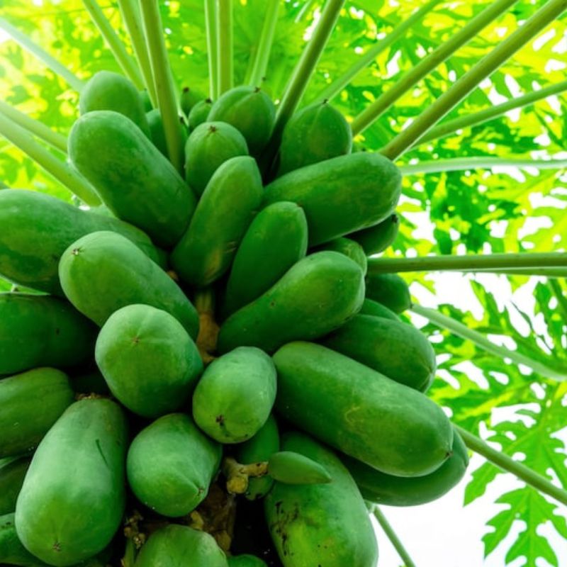 Papaya Tree Fruit Seeds