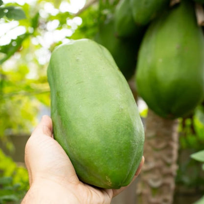 Papaya Tree Fruit Seeds