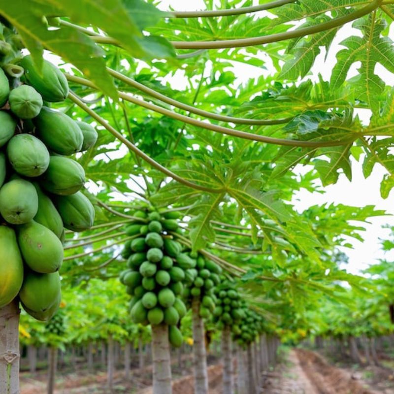 Papaya Tree Fruit Seeds