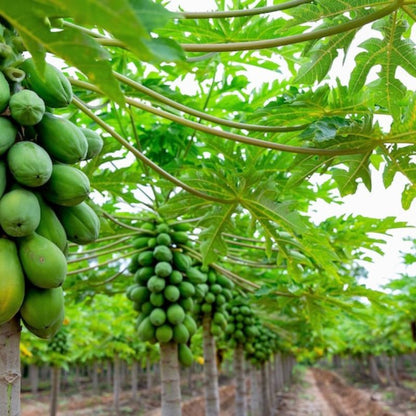 Papaya Tree Fruit Seeds