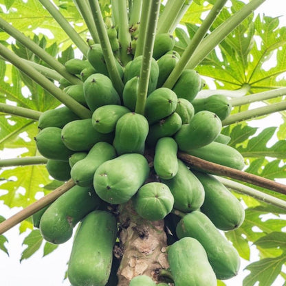 Papaya Tree Fruit Seeds