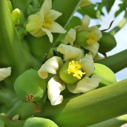 Papaya Tree Fruit Seeds