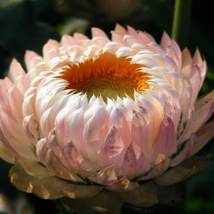 Peach Strawflower Seeds