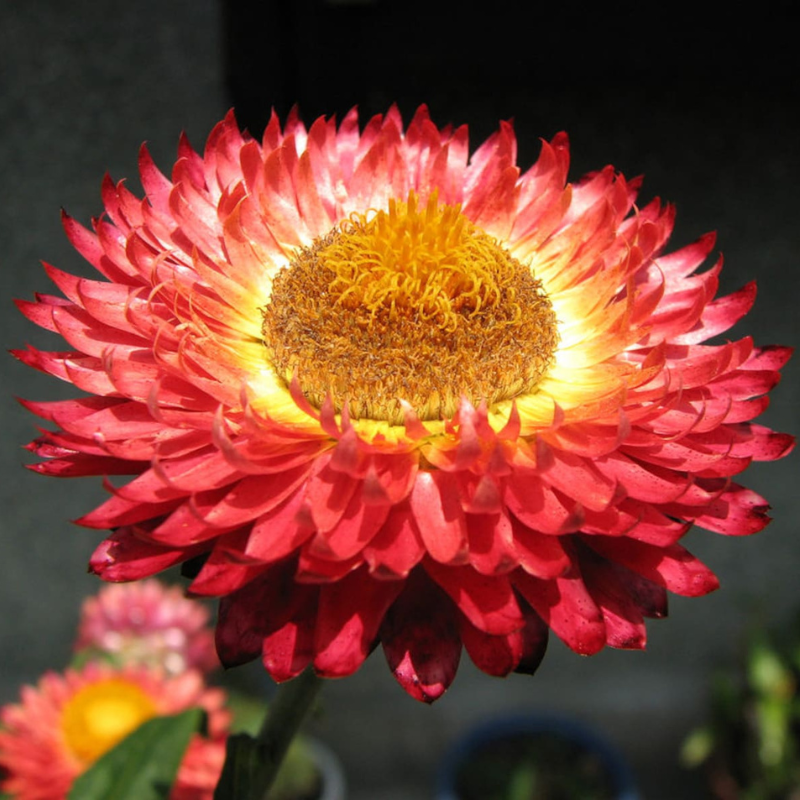 Peach Strawflower Seeds