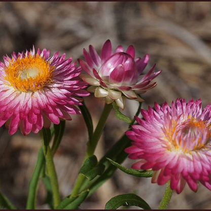 Peach Strawflower Seeds