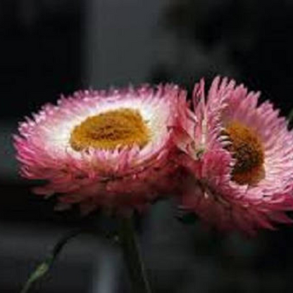 Peach Strawflower Seeds