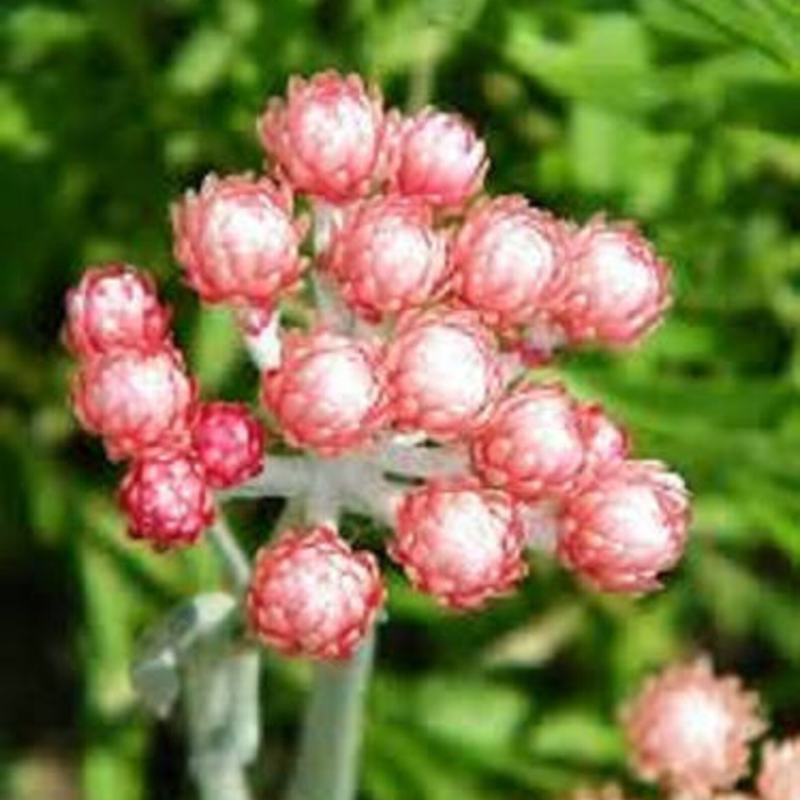 Peach Strawflower Seeds