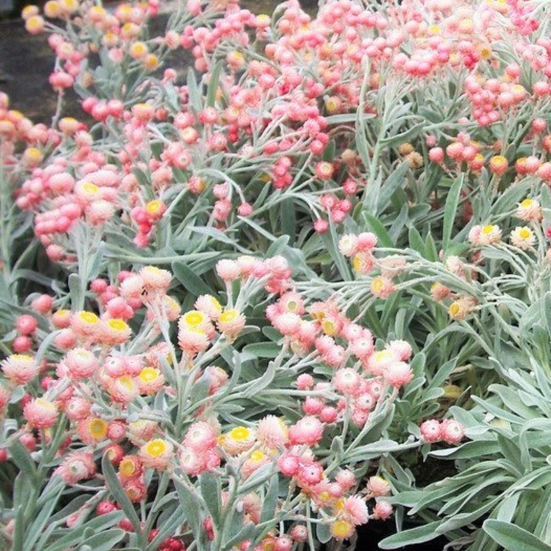 Peach Strawflower Seeds