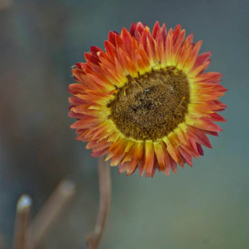 Peach Strawflower Seeds