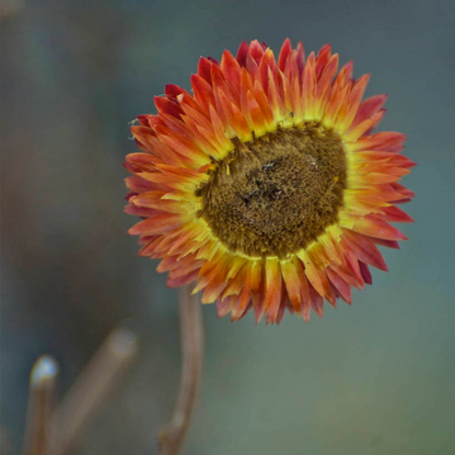 Peach Strawflower Seeds