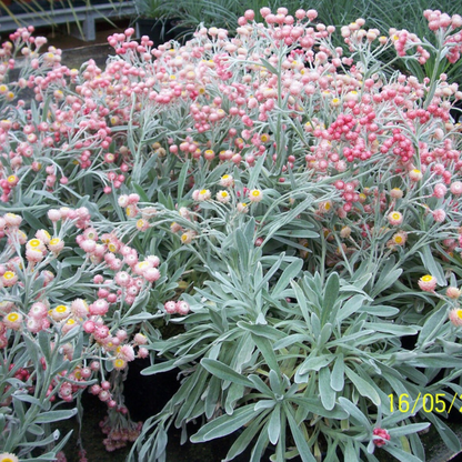 Peach Strawflower Seeds