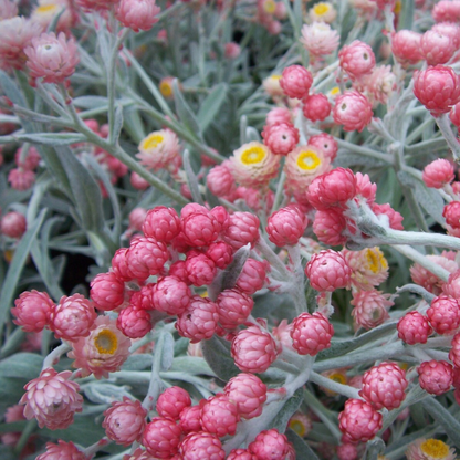 Peach Strawflower Seeds