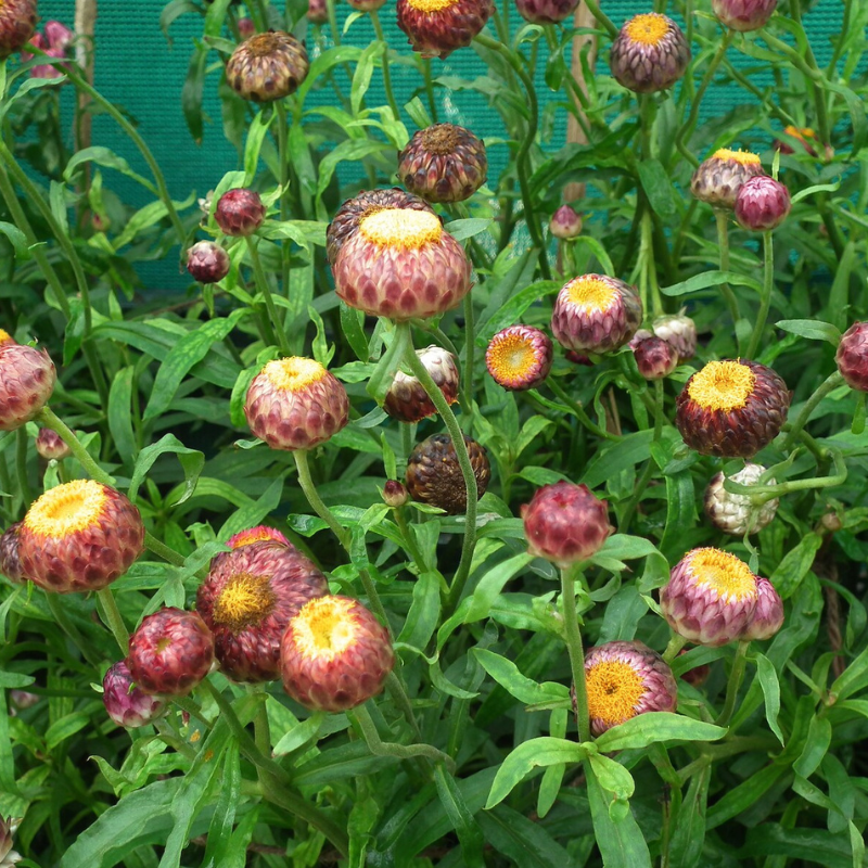 Peach Strawflower Seeds