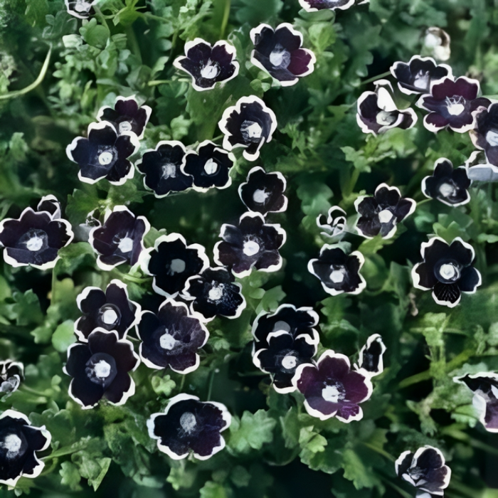 Pennie Flower Seeds