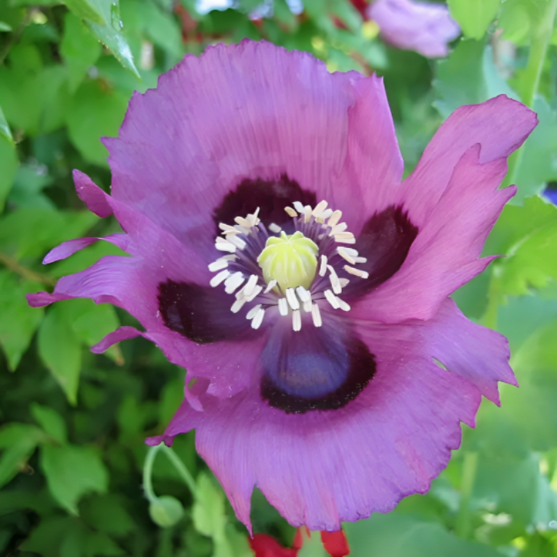 Persian Poppy Seeds