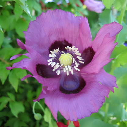 Persian Poppy Seeds