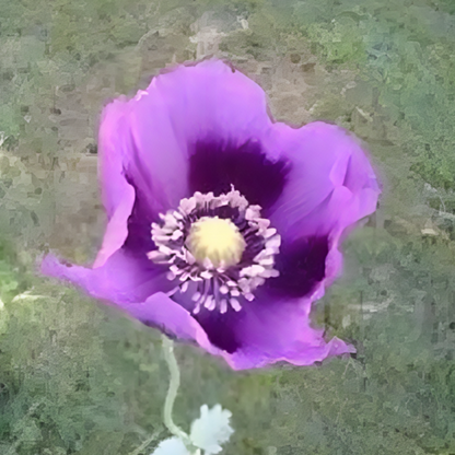 Persian Poppy Seeds