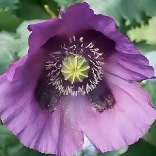 Persian Poppy Seeds