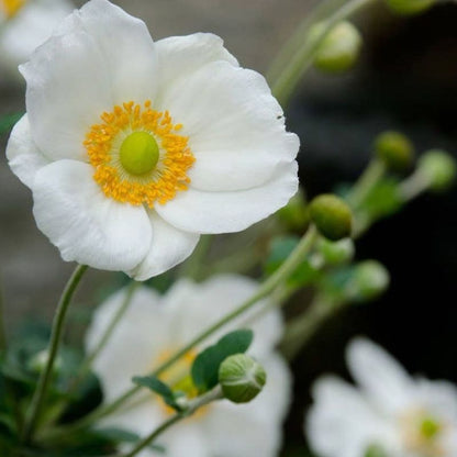 Persian Poppy Flower Seeds