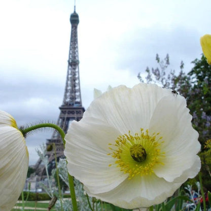 Persian Poppy Flower Seeds