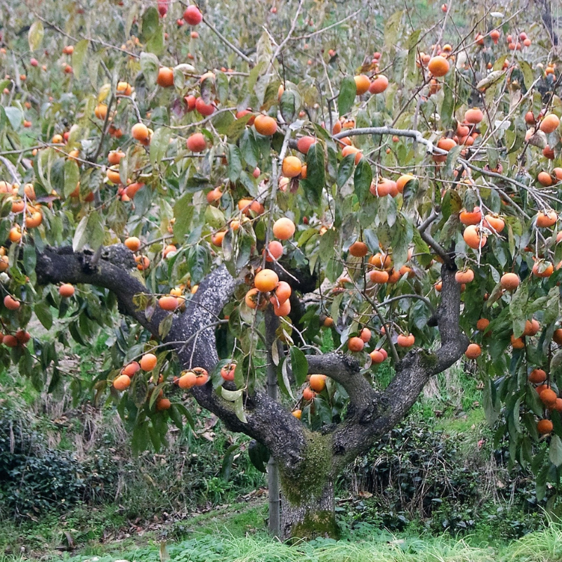 Persimmon Fruit Seeds