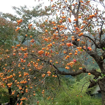 Persimmon Fruit Seeds