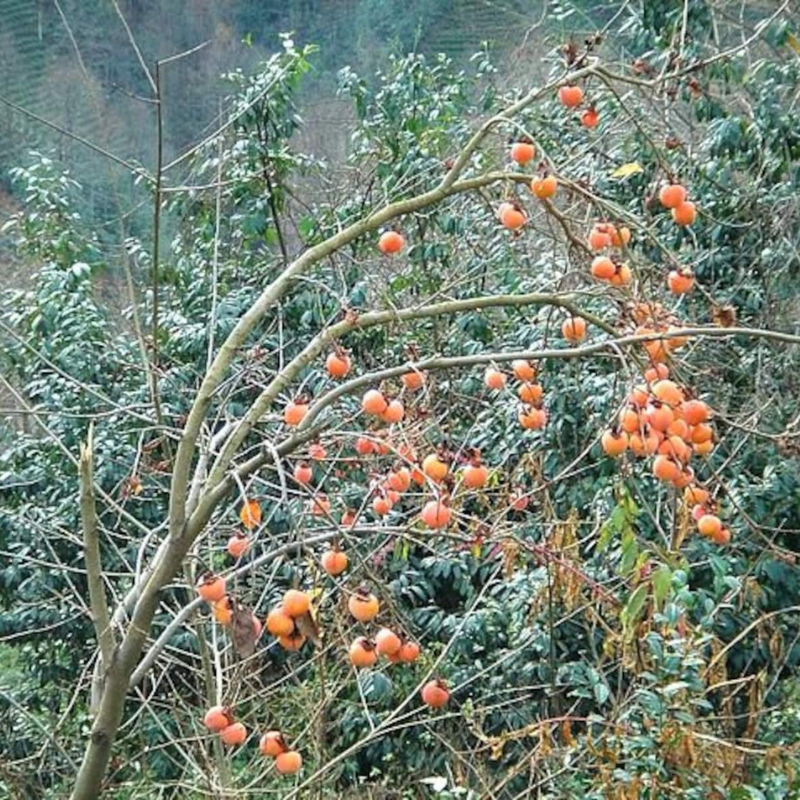 Persimmon Fruit Seeds