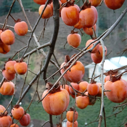 Persimmon Fruit Seeds