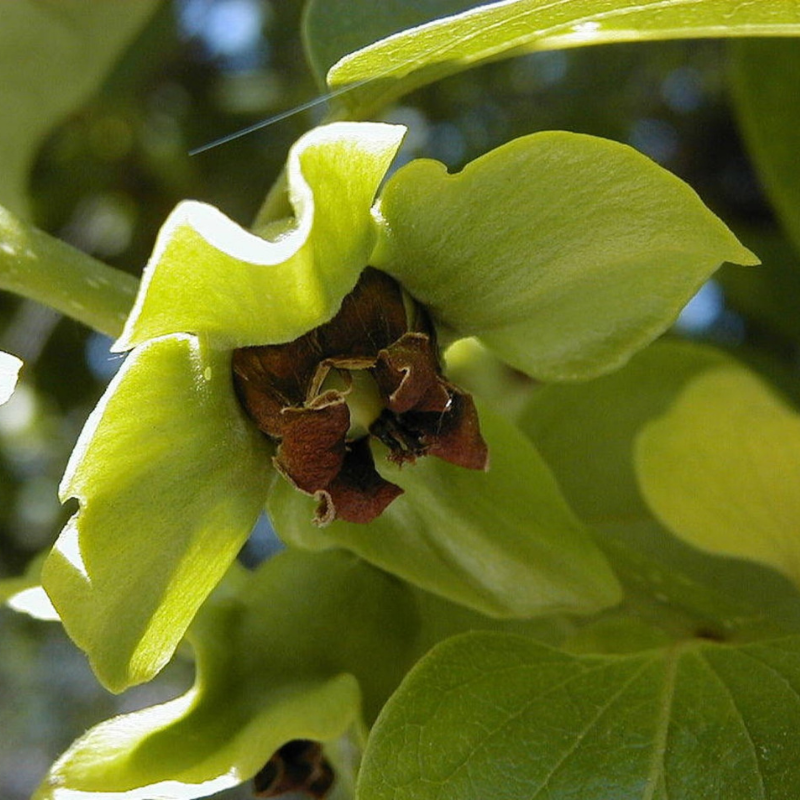 Persimmon Fruit Seeds