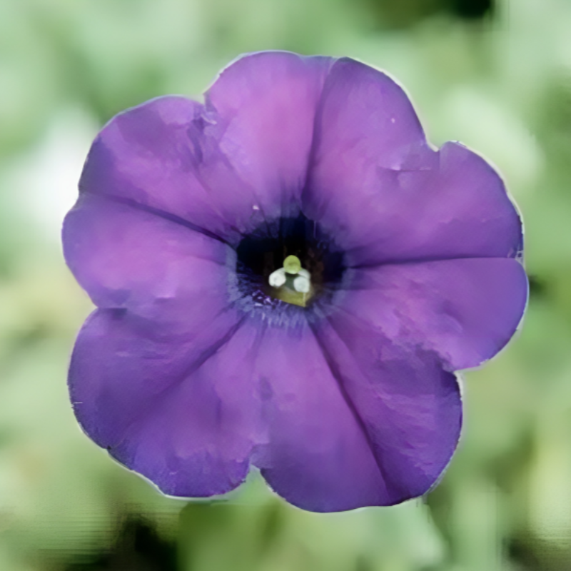 Petunia Annual Flower Seed