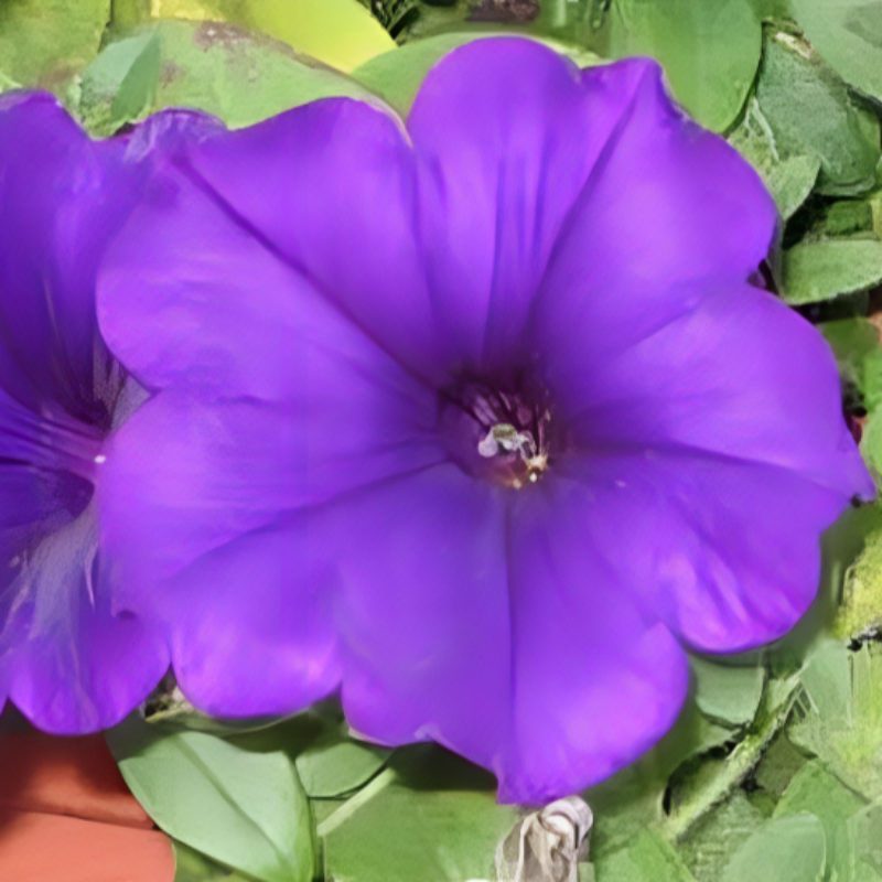 Petunia Annual Flower Seed