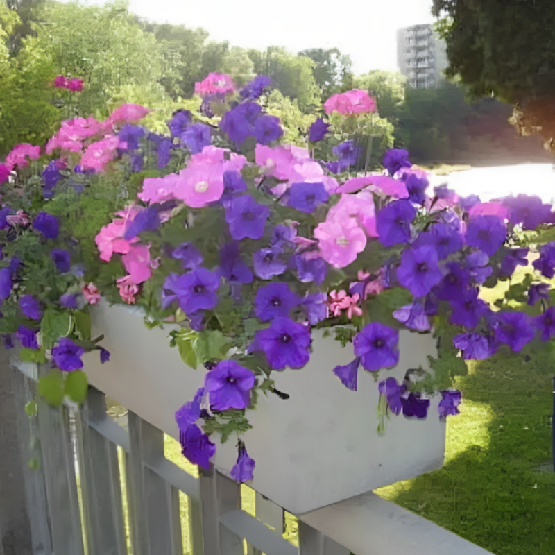 Petunia Annual Flower Seed