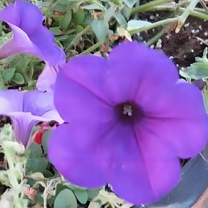 Petunia Annual Flower Seed