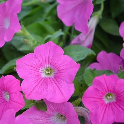 Petunia Hybrida Flower Seeds