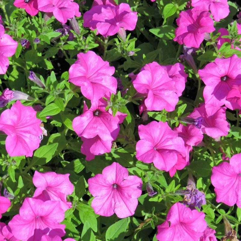 Petunia Hybrida Flower Seeds