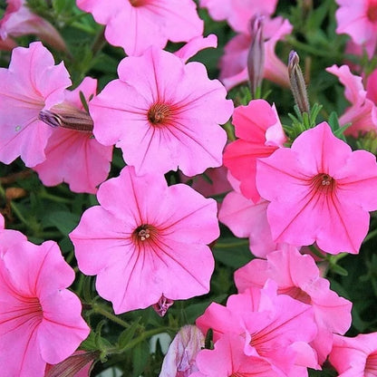 Petunia Hybrida Flower Seeds