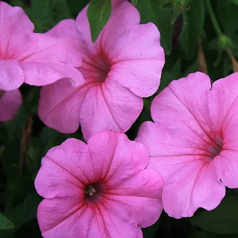 Petunia Hybrida Flower Seeds