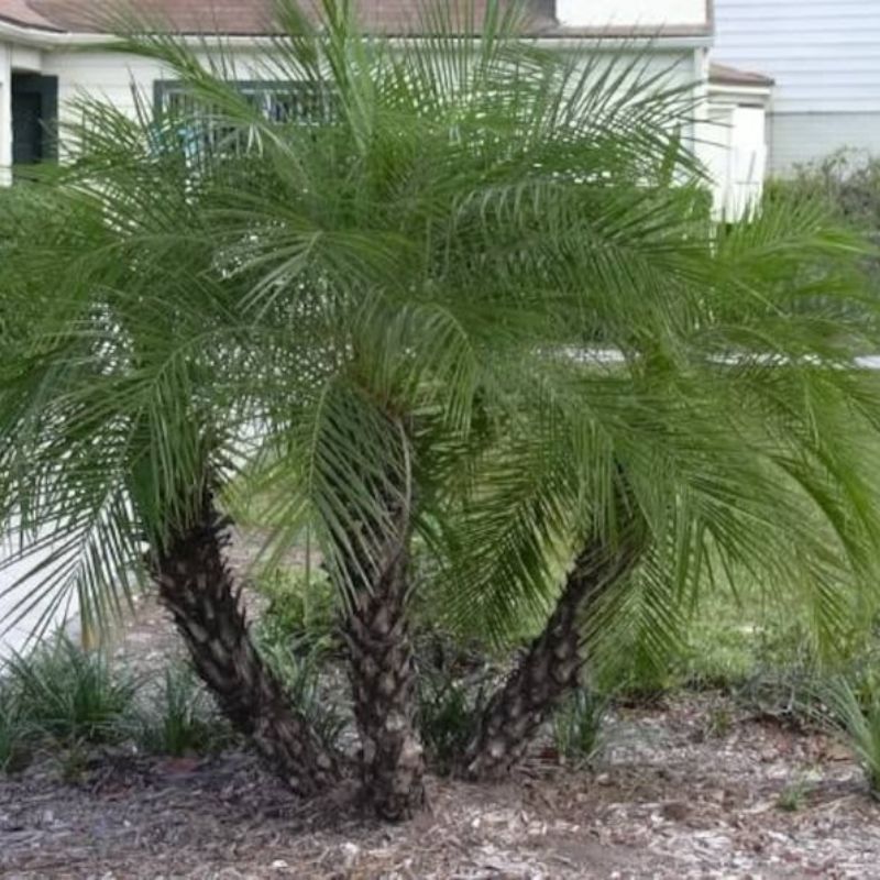 Phoenix Canariensis Seeds