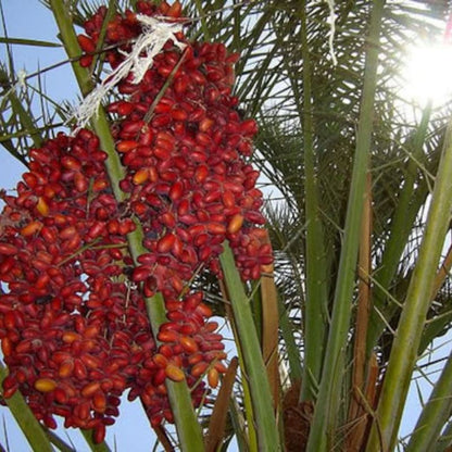 Phoenix Canariensis Seeds