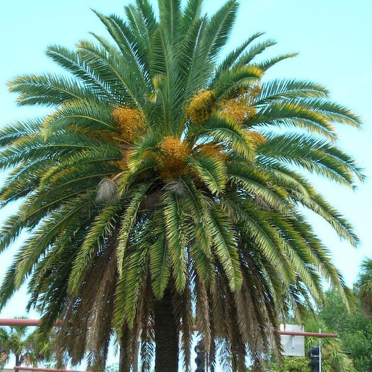 Phoenix Canariensis Seeds