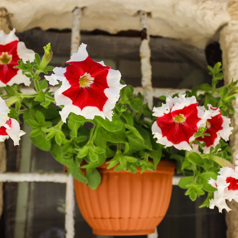 Picotee Mix Petunia Flower Seeds