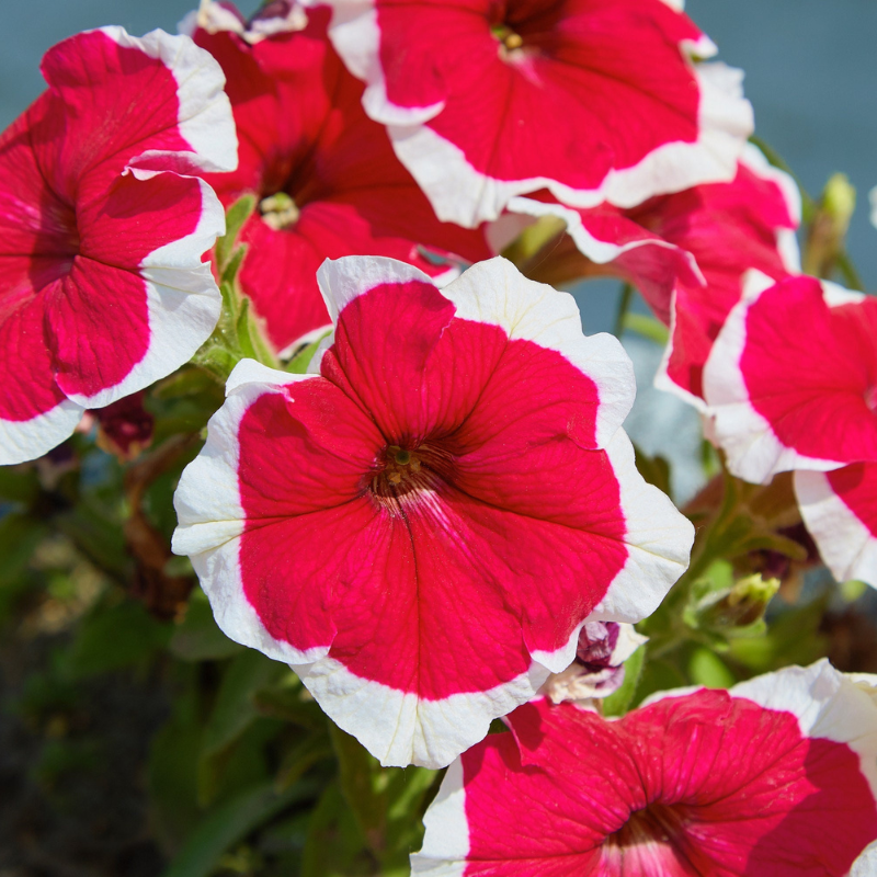 Picotee Mix Petunia Flower Seeds