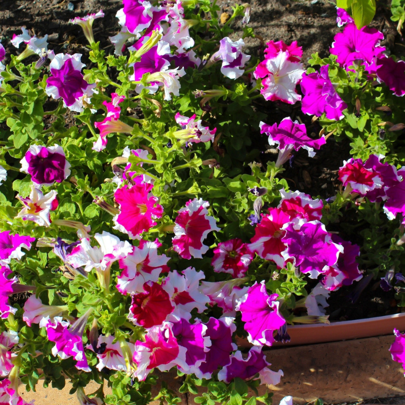 Picotee Mix Petunia Flower Seeds